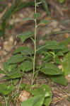 Common blue wood aster